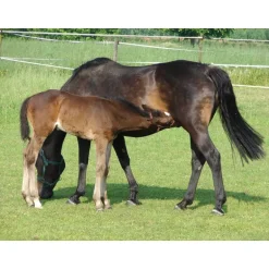 Abreuvoir PF1 POLYFIRST