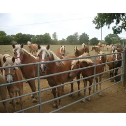 Barrière de pré extensible 2/3 m