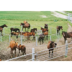 Pack nourrisseur à poulains circulaire